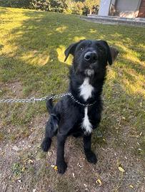 dono cane meticcio maschionero e bianco