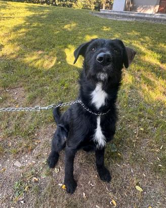 dono cane meticcio maschionero e bianco