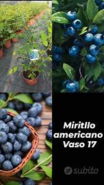 piante di mirtillo in varie misure 