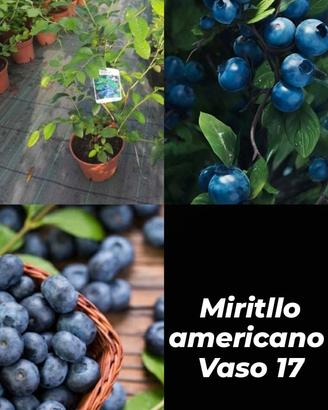 piante di mirtillo in varie misure 