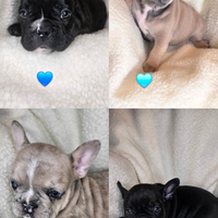 Cuccioli bullgogfrancese