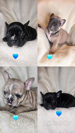 Cuccioli bullgogfrancese