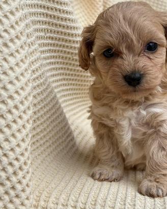 Maltipoo Toy