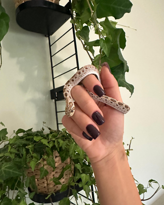 Heterodon Nasicus 0.1