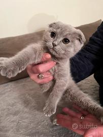 Gattina scottish fold