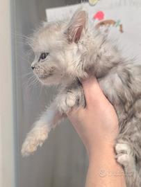 Maine coon maschietto