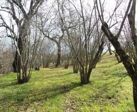 Terreno Agricolo - Caprarola