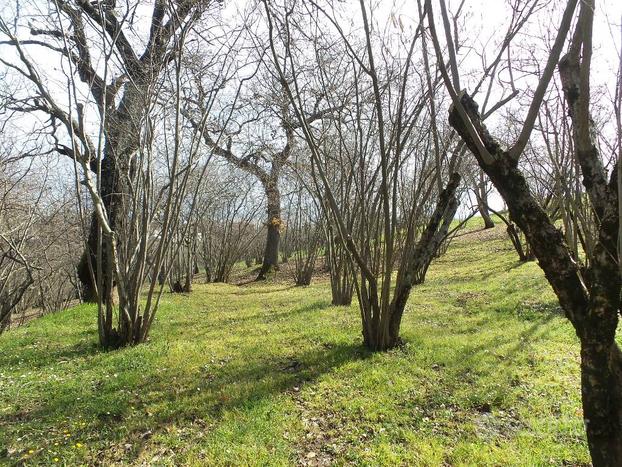 Terreno Agricolo - Caprarola