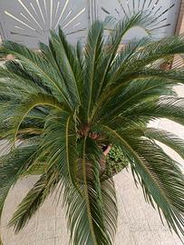 palma da giardino 