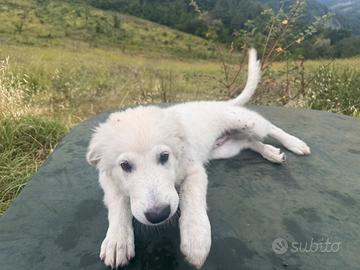 Cuccioli di Maremmano