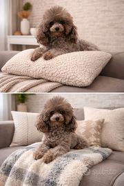 Barboncino silver Toy con pedigree mini toy