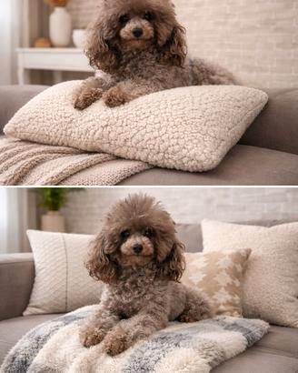 Barboncino silver Toy con pedigree mini toy