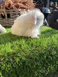 Minilop e conigli ariete nano