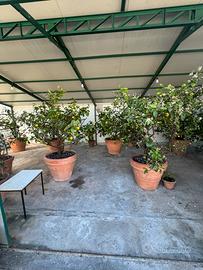 Piante di limoni