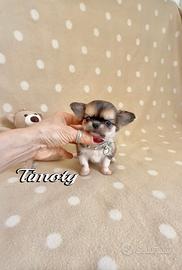 Chihuahua maschio a pelo lungo con pedigree enci