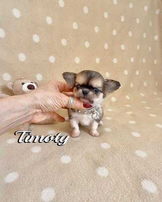 Chihuahua maschio a pelo lungo con pedigree enci