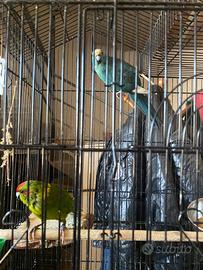 Kakariki + gabbia