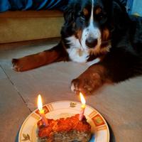 Bovaro del bernese femmina accetta fidanzato