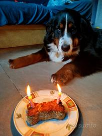 Bovaro del bernese femmina accetta fidanzato