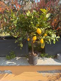 Piante di limone
