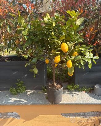 Piante di limone