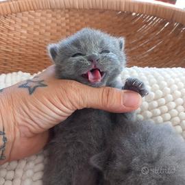 cuccioli di British Shorthair 