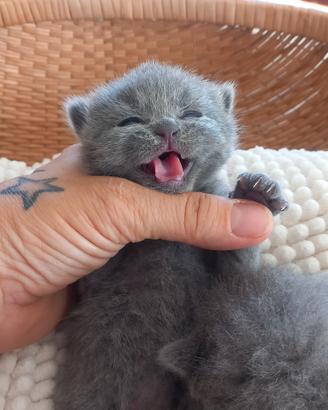 cuccioli di British Shorthair 
