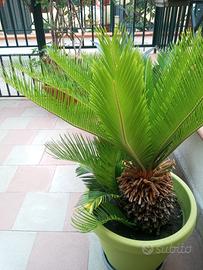 Splendida Cycas revoluta con germogli 