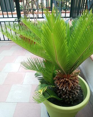 Splendida Cycas revoluta con germogli 