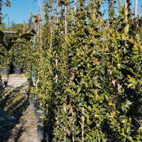 Piante di Rhyncospermum (Falso Gelsomino)