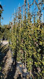 Piante di Rhyncospermum (Falso Gelsomino)