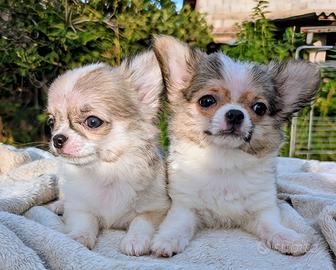 Splendidi cuccioli chihuahua, allevamento enci