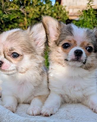 Splendidi cuccioli chihuahua, allevamento enci