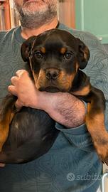 Cuccioli di rottweiler