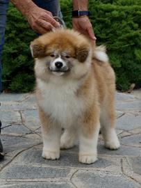 Cucciola Akita femmina