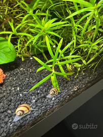 Lumache Ampullaria