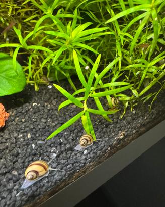 Lumache Ampullaria