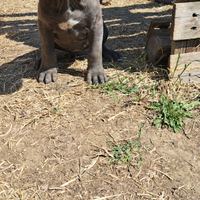Cuccioli di Cane Corso