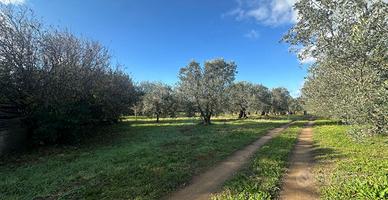 Terreno Agricolo 3800 Mq Rosignano Marittimo