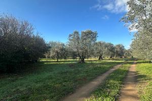 Terreno Agricolo 3800 Mq Rosignano Marittimo