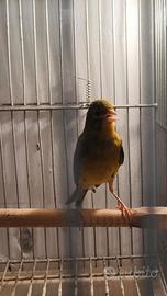 Canarino