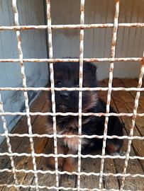 Cucciolo Pastore Tedesco