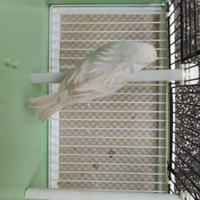 Isabella e Satine' Mosaico Rosso