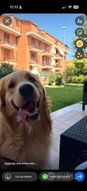 Monta Golden Retriever Inglese