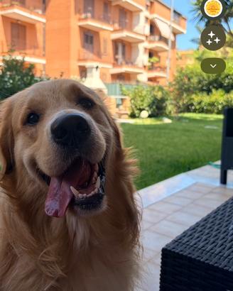 Monta Golden Retriever Inglese