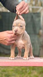 American pitbull terrier