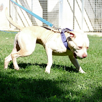 American pitbull terrier