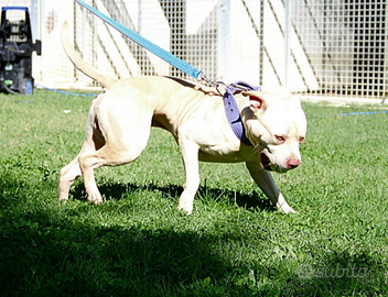 American pitbull terrier