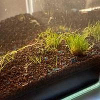 Caridina blue dreams acquario tropicale