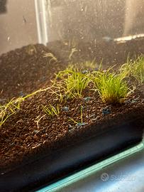 Caridina blue dreams acquario tropicale